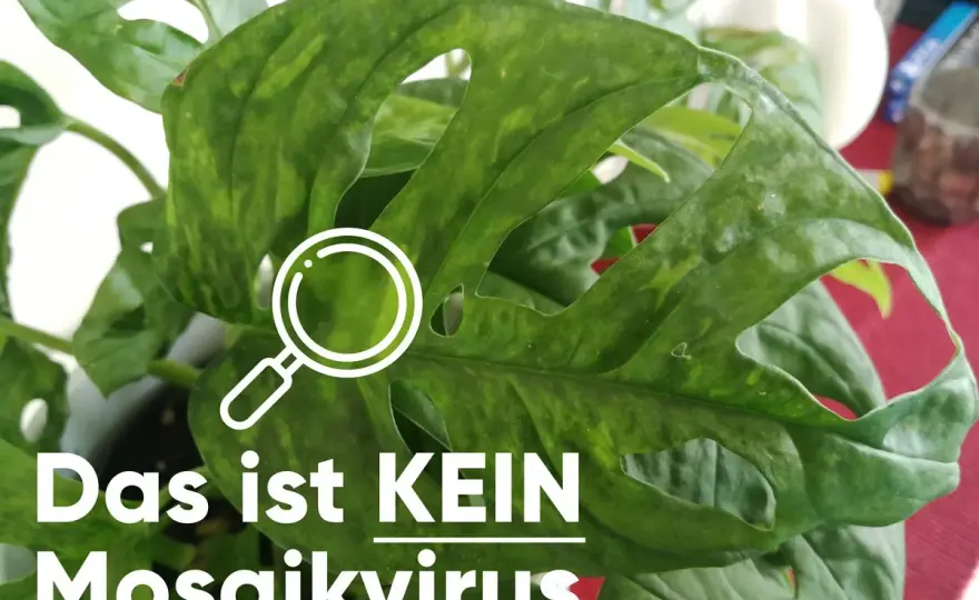 Mosaikvirus erkennen & bekämpfen - Dein Leitfaden