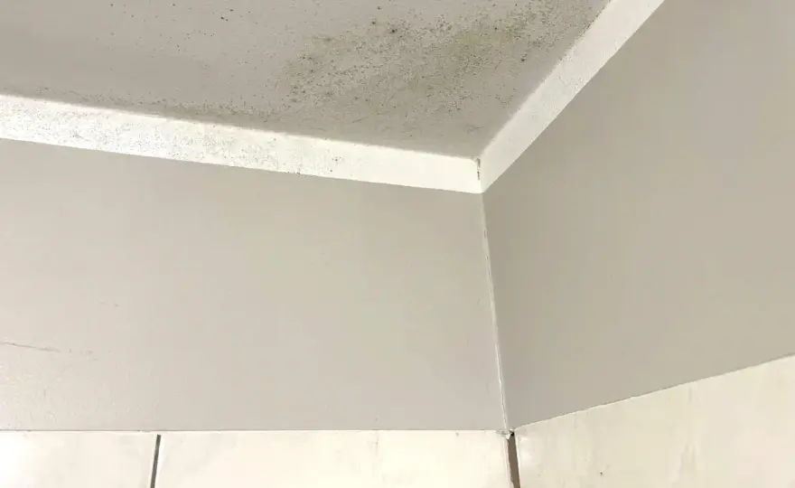 Pleśń na ścianie - Usuń ją domowymi sposobami i raz na zawsze!