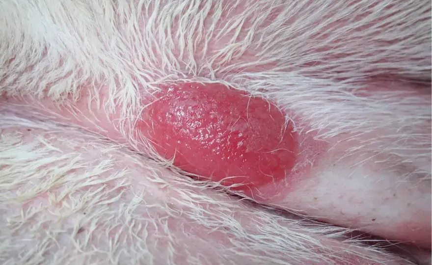 Mastocytoma u psa - Jak rozpoznać i skutecznie leczyć?