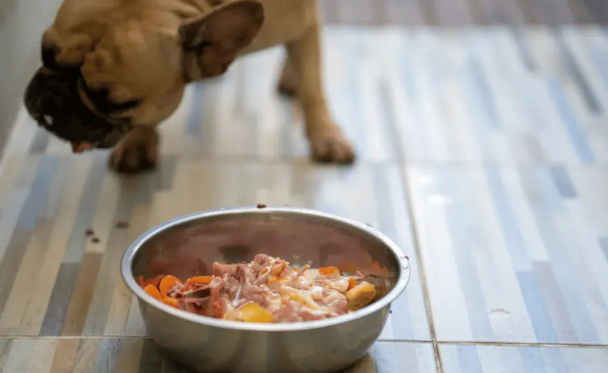 Co ugotować dla psa? Zdrowa dieta domowa krok po kroku!