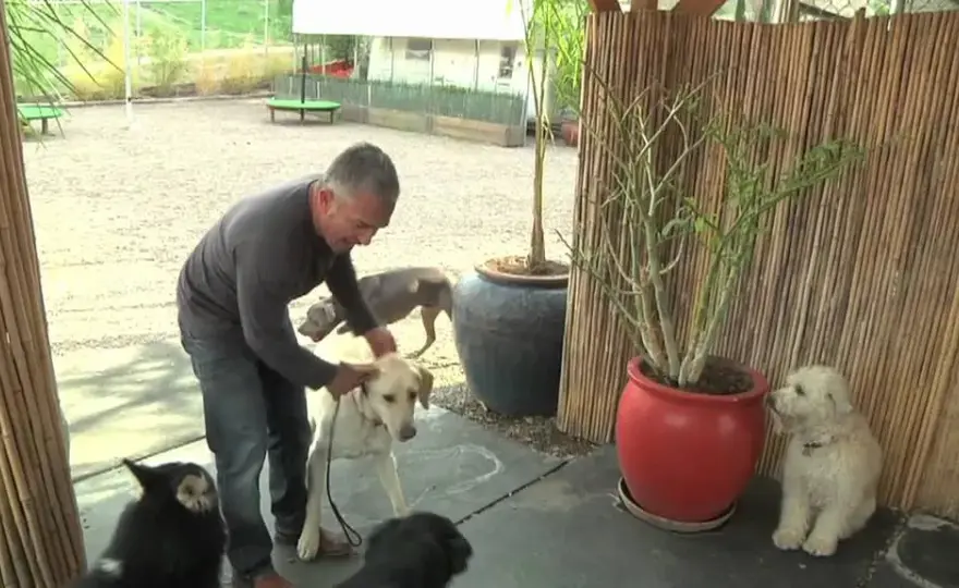 Filmy o labradorze, które poruszają serca i zmieniają życie