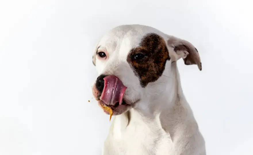 Coprofagia en cachorros - ¿Por qué y cómo evitarla?