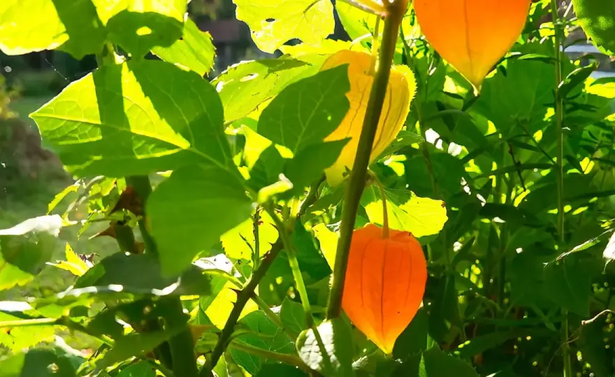 Physalis Standort - So erntest du wirklich viele Andenbeeren