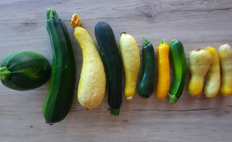 Courgette jaune - Récoltez-la abondamment au potager !