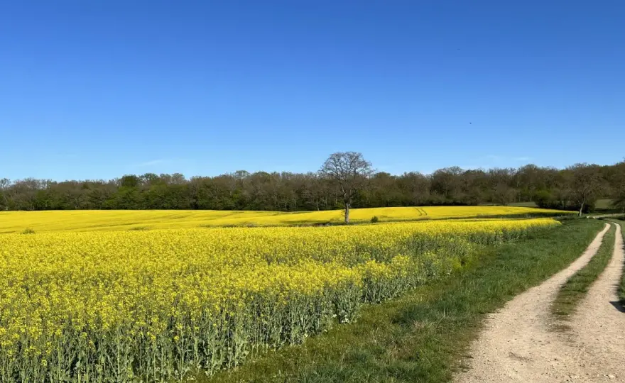 Colza - Décryptez la culture essentielle des grandes plaines