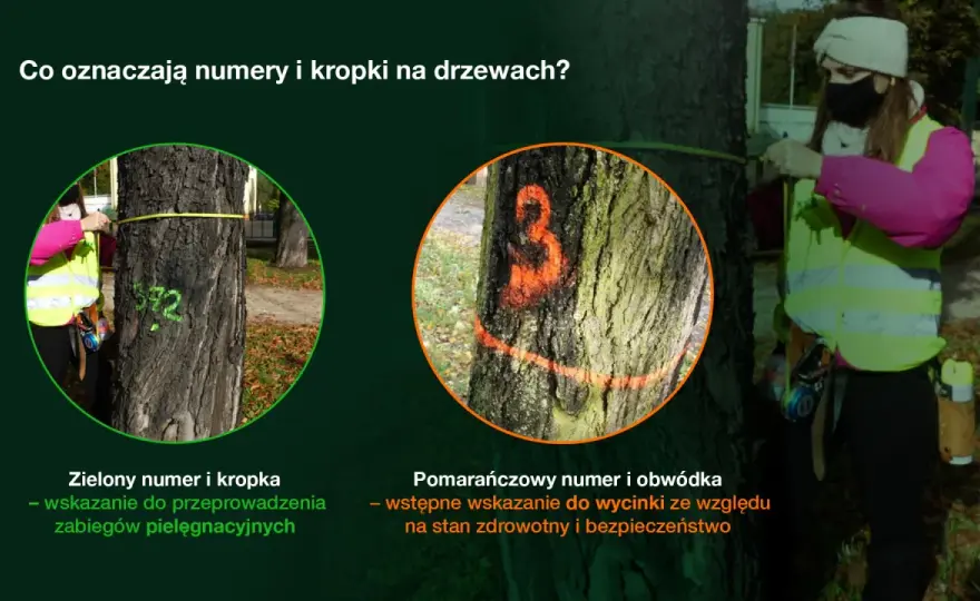 Drzewa do wycinki - Kropka, kreska? Jak czytać znaki na pniu?