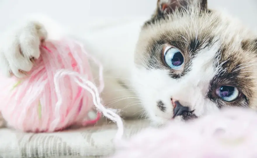 Bolas de pelo en gatos - ¿Cuándo preocuparse y cómo evitarlas?