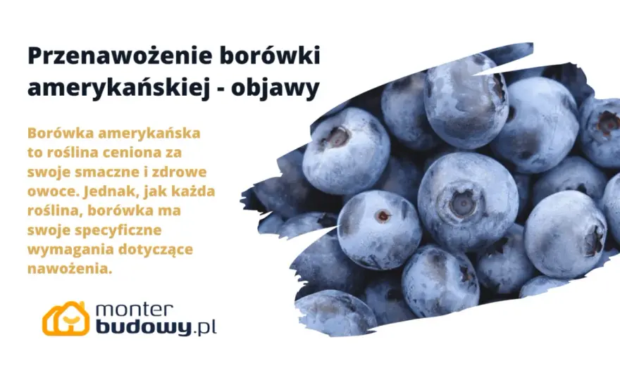 Borówka amerykańska przenawożona? Rozpoznaj objawy i ratuj!
