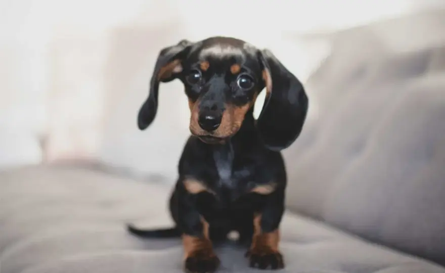 Petit chien de compagnie - Lequel choisir pour votre vie ?