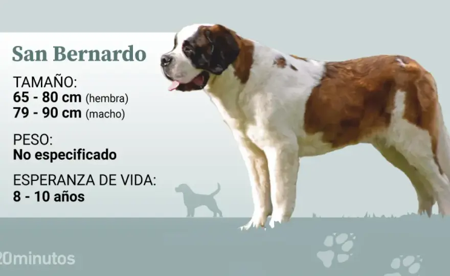 San Bernardo: ¿Es el gigante amable para ti? Guía completa