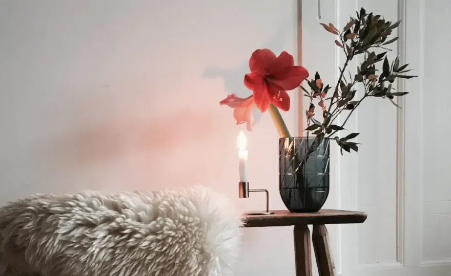 Amaryllis dekorieren - So bleibt sie länger schön & stilvoll