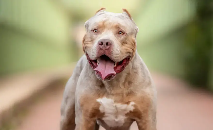 American XL Bully - co warto wiedzieć przed zakupem?