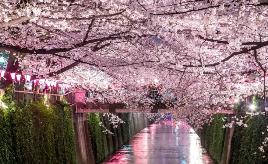 Kiedy kwitną wiśnie w Japonii? Kalendarz sakur i porady