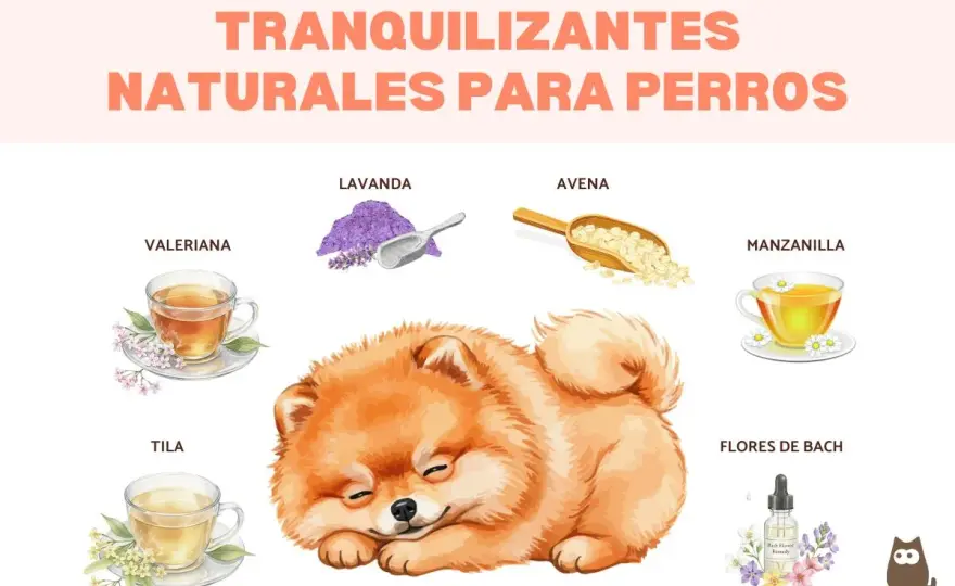Tranquilizante casero para perros - Calma sin sedar