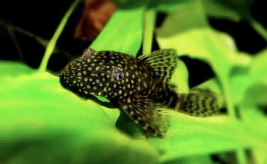 Ile kosztuje glonojad w sklepie zoologicznym? Ceny, które zaskakują