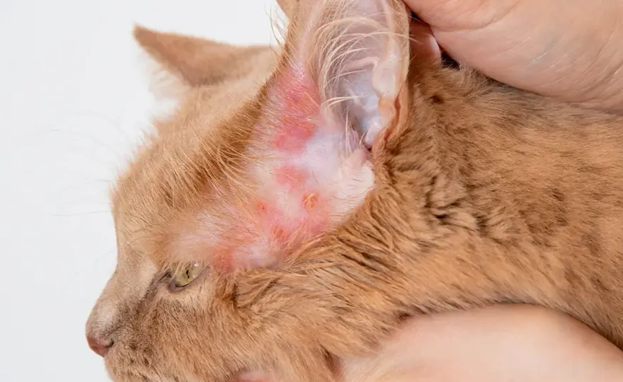 Rougeur chez le chat - Causes, diagnostic et solutions efficaces