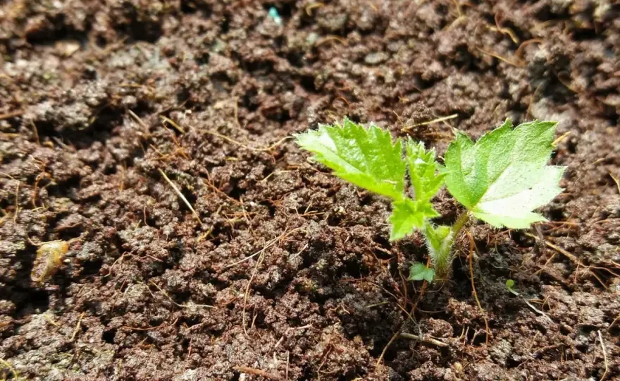 Brombeeren vermehren - die beste Methode für jede Sorte