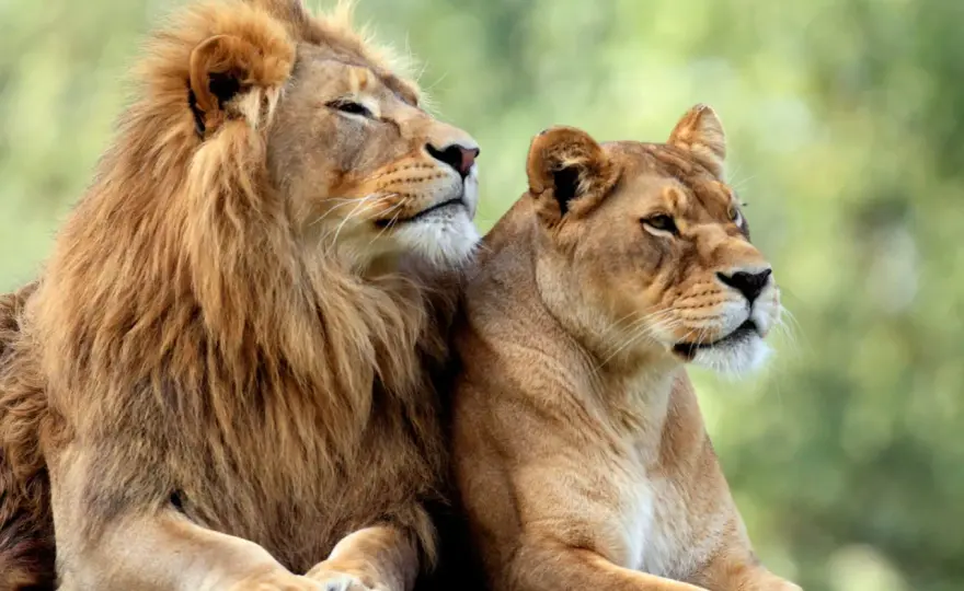 Soñar con Leones - Significado, Interpretación y Poder Personal