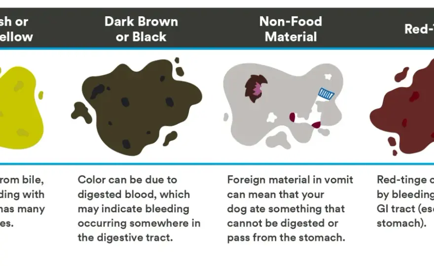 Dog Vomiting & Diarrhea - When to Worry & What to Do