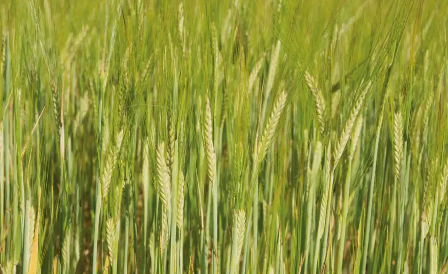 Orge 2 ou 6 rangs - Choisissez selon débouché et parcelle