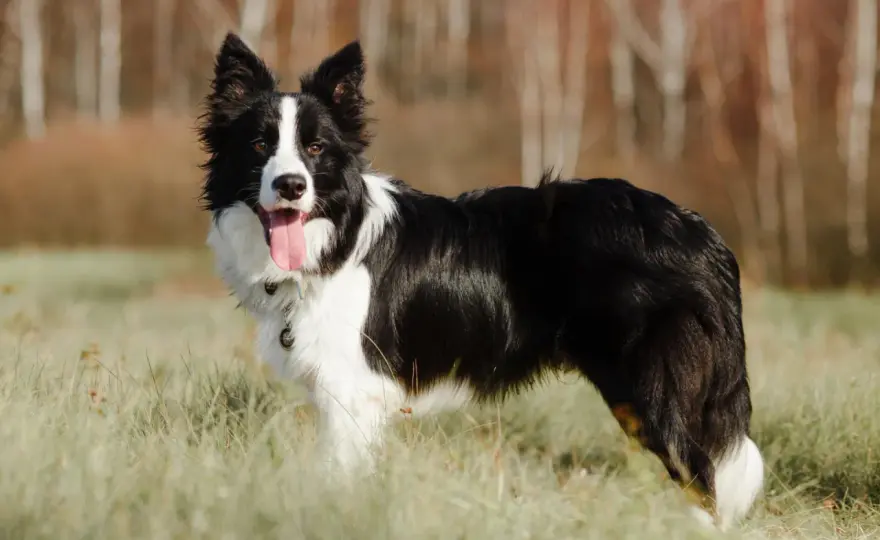 Border collie - ile żyje i jak wydłużyć jego życie?