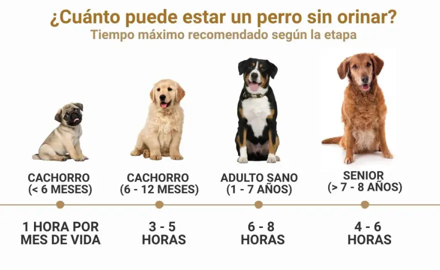 Cachorro de 4 meses - ¿Cuántas veces orina al día?