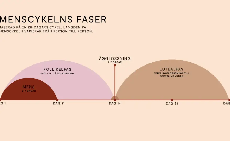 Menscykeln förklarad - vad som är normalt och när du bör söka vård
