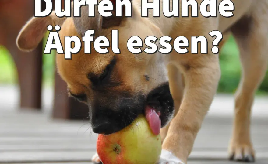 Dürfen Hunde Apfel essen? So viel ist wirklich okay