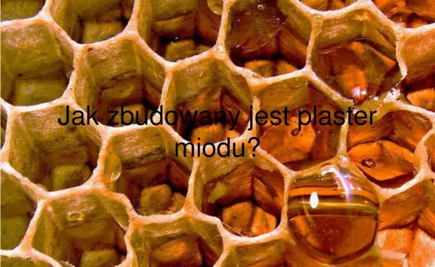 Jak wygląda plaster miodu? Odkryj jego fascynującą budowę i funkcje