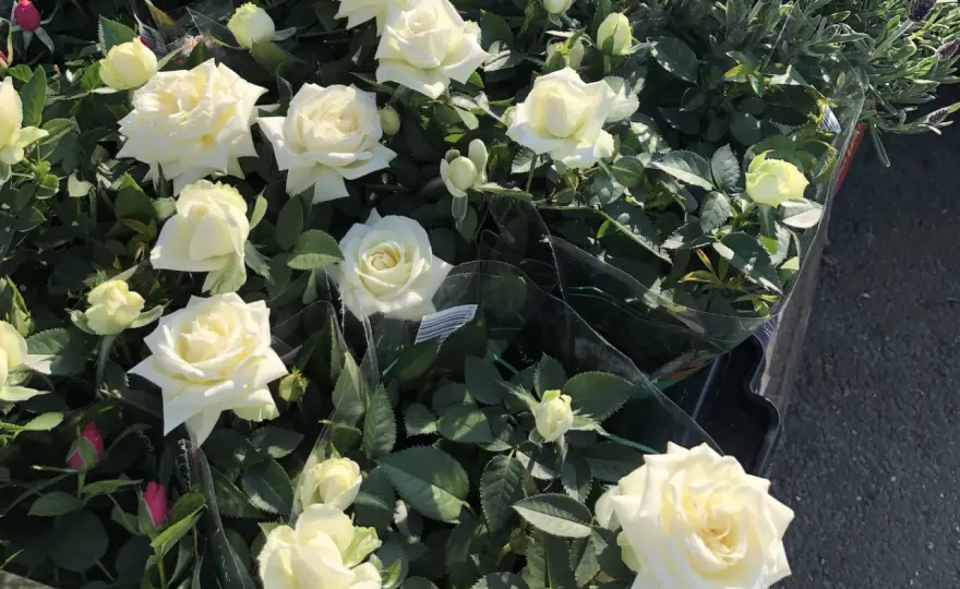 Rosor i kruka - Så lyckas du utomhus, året runt!