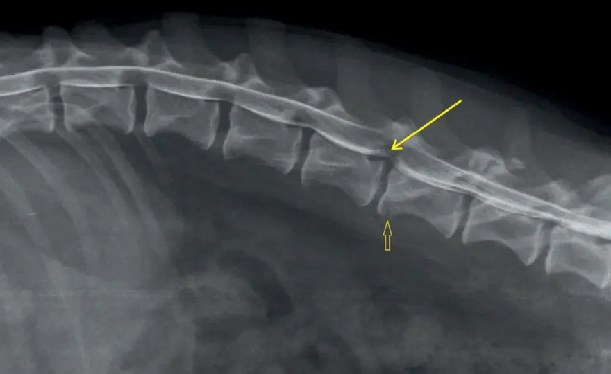 Spondyloza u psa - kiedy to tylko wynik RTG, a kiedy problem?