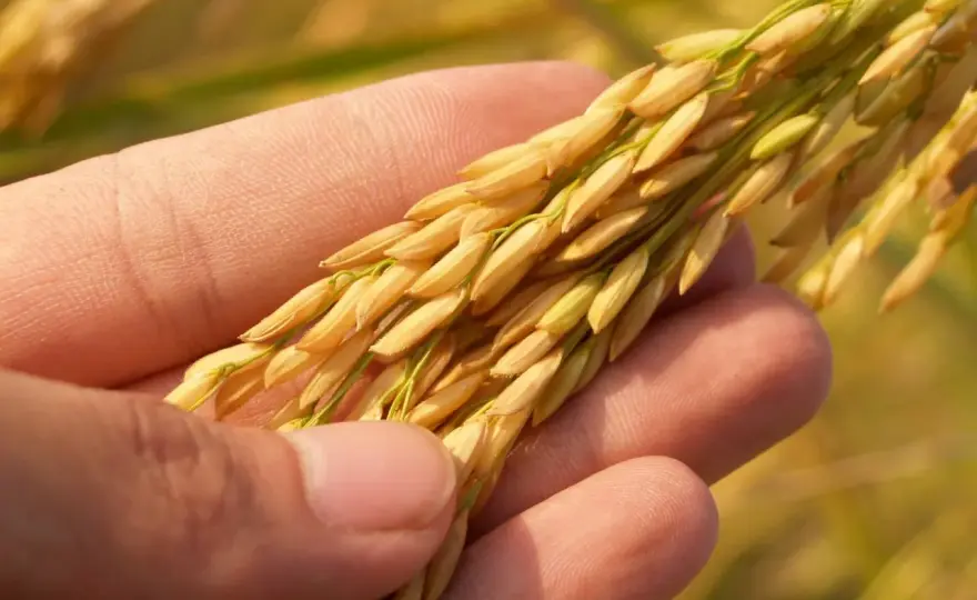 Czy jęczmień ma gluten? Rozwiewamy wątpliwości + zamienniki