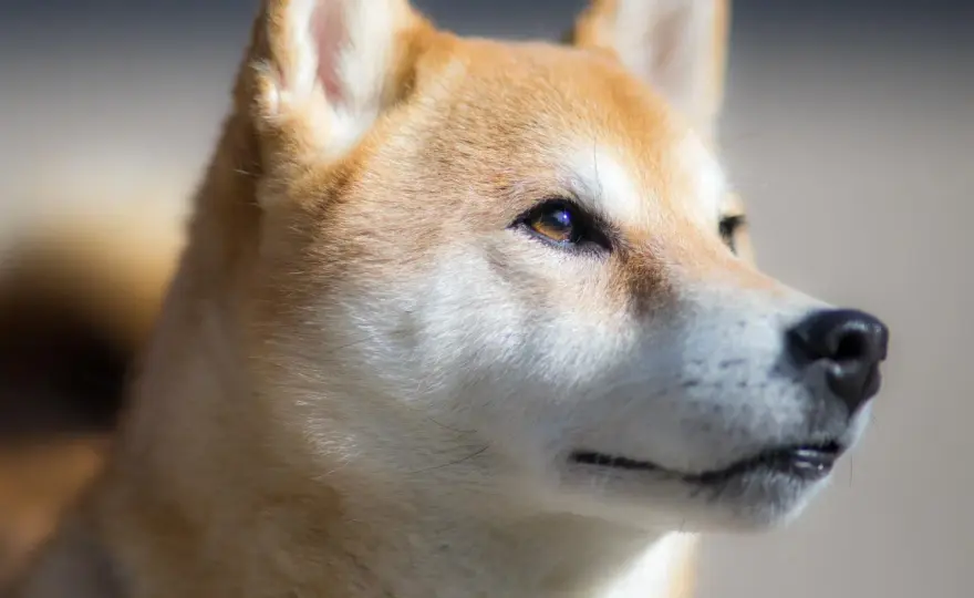 Razas de Perros de Moda - ¿Cuál encaja contigo?