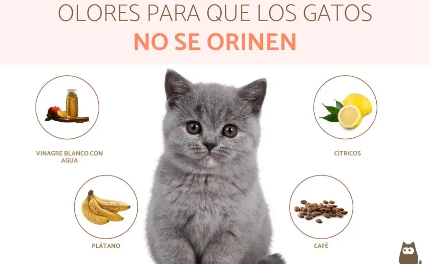 Olores que odian los gatos - Úsalos bien y sin riesgos