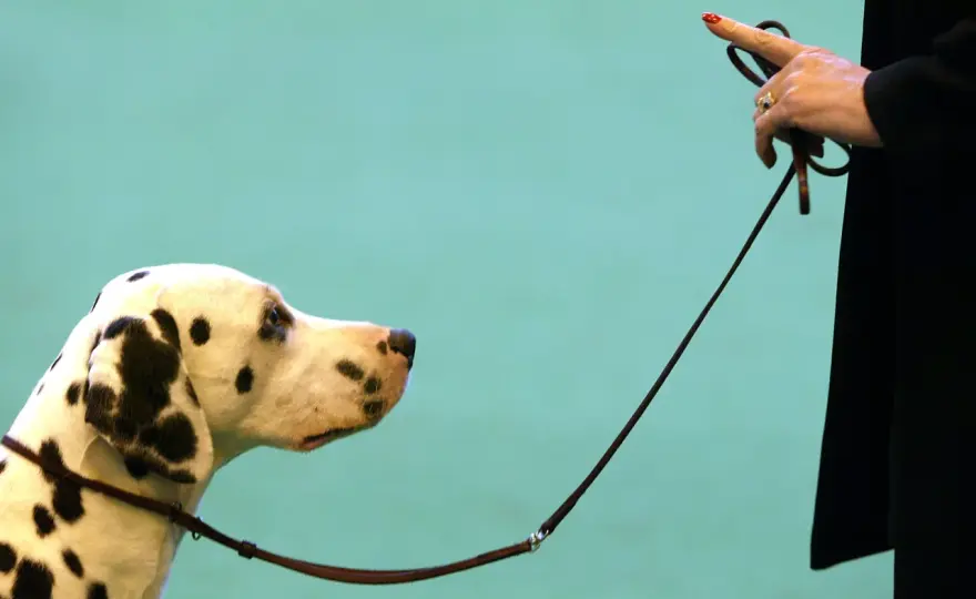Ordres chien - 10 essentiels pour sécurité et calme