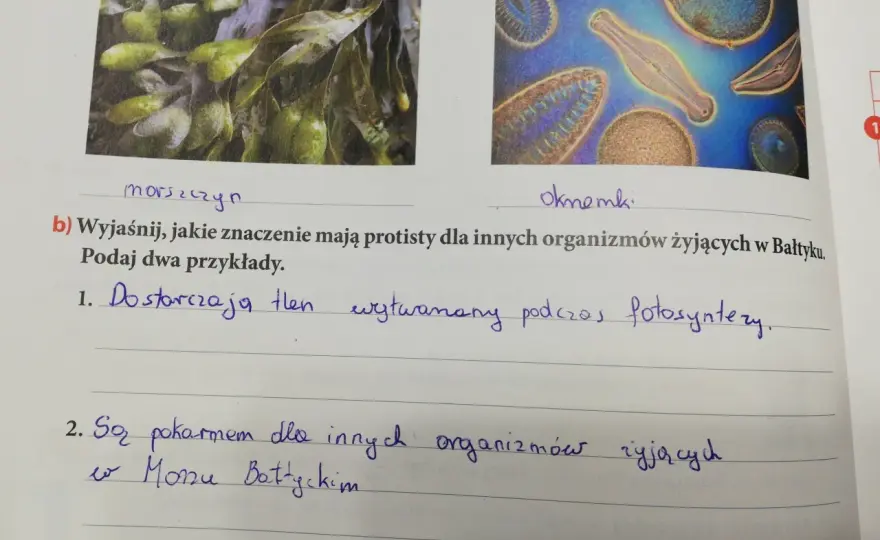 Jakie znaczenie mają protisty dla życia w Bałtyku i jego organizmów?