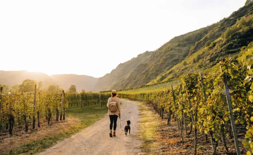 Wandern Cochem - Dein Guide für Mosel, Burgen & Weinberge