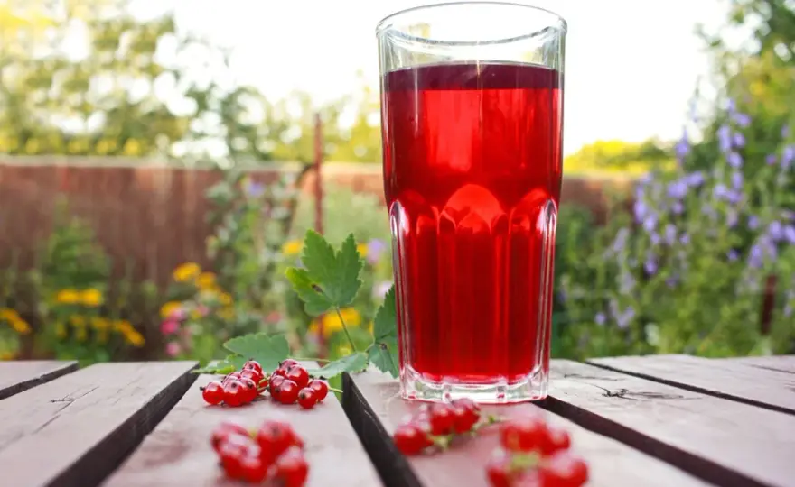 Kompot z porzeczek - idealny smak. Jak go zrobić?