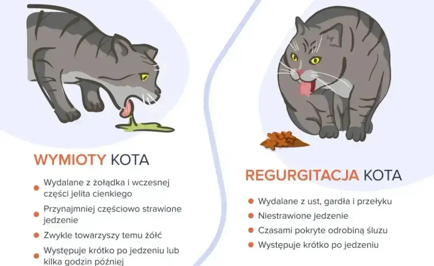 Zatrucie u kota - jak rozpoznać objawy i działać od razu