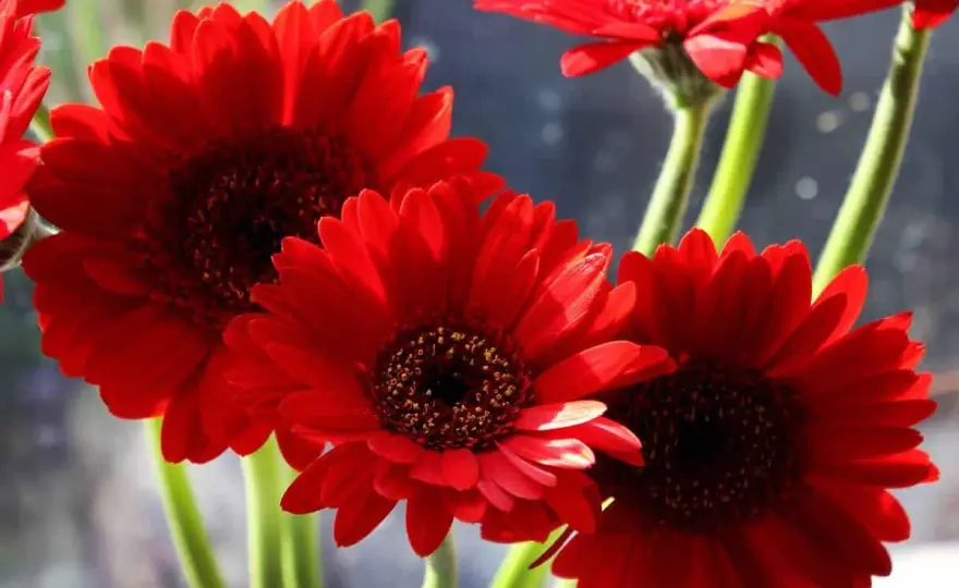 Gerbera - Culture facile et floraison éclatante en pot ou jardin