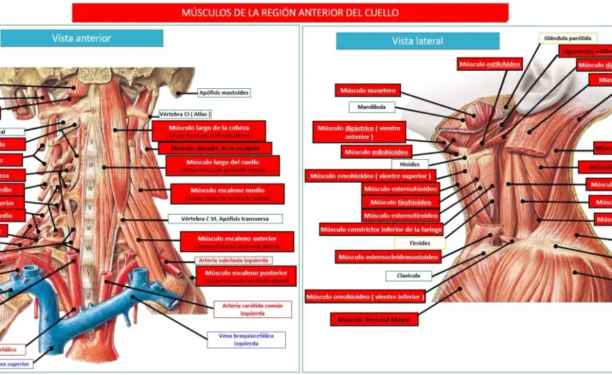 Todo sobre los músculos del cuello: funciones, tipos y salud cervical