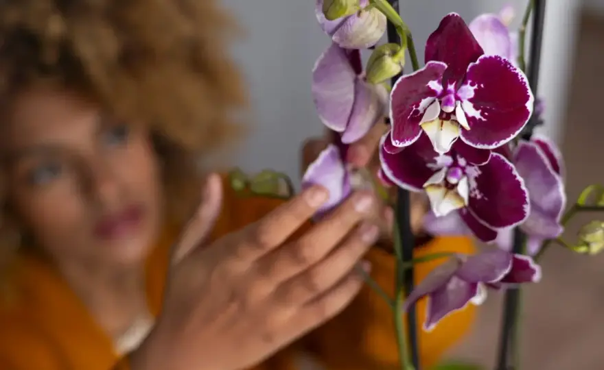 Podar orquídeas - Guía definitiva para una floración perfecta