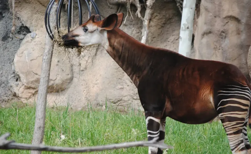 Sen o okapi - co kryje ta wzruszająca powieść?