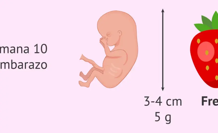Ecografía 10 semanas - ¿Es niña? La verdad sobre su fiabilidad