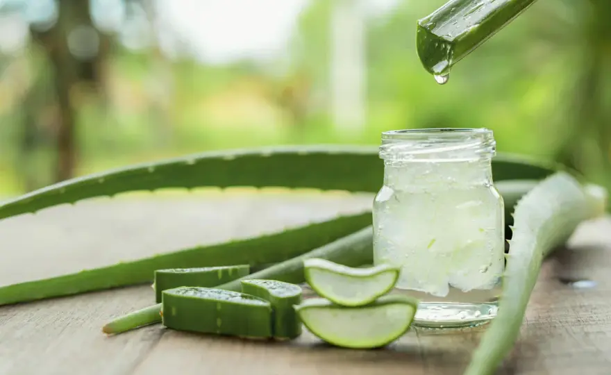 Aloe vera auf der Haut - Giftig oder hilfreich?