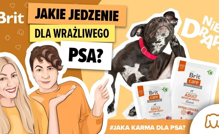 Jaka karma dla psa, który się drapie? Sprawdź skuteczne rozwiązania