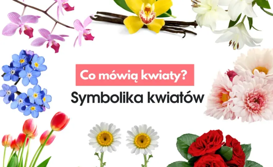 Jakich kwiatów nie dawać kobiecie: lista znaczeń i negatywnej symboliki