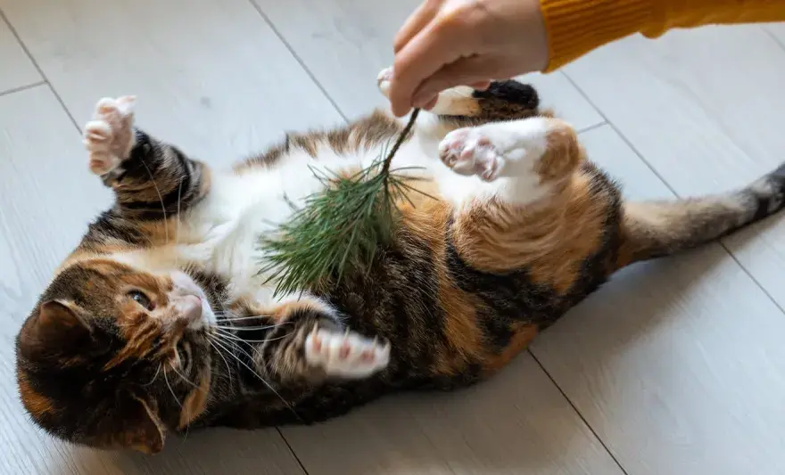 Are Cats Ticklish? The Truth About Feline Sensitivity