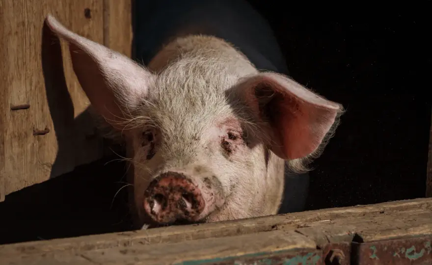 Porc, cochon, verrat - Quelle est la vraie différence ?