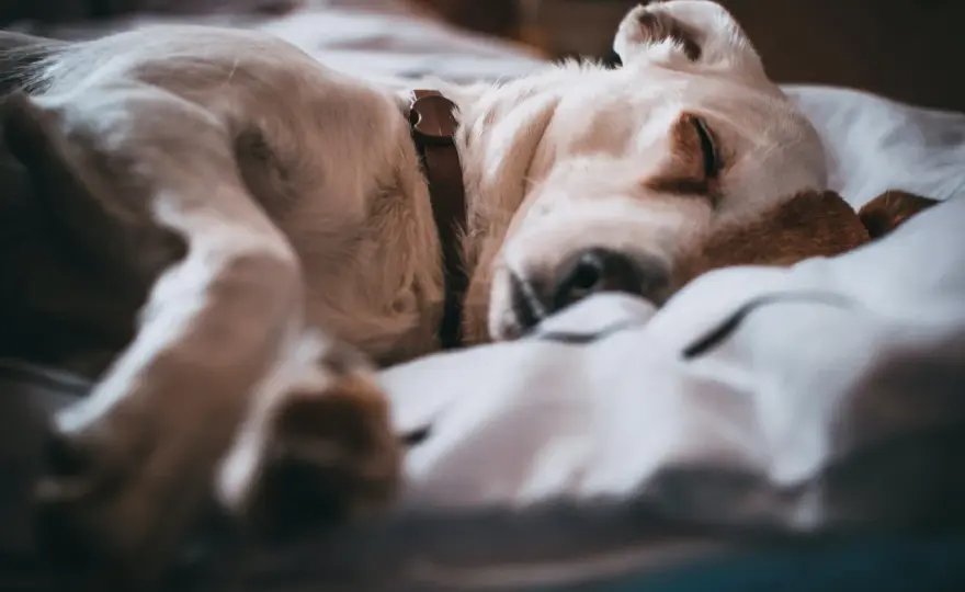 Soñar con cachorros de perro - ¿Qué significado ocultan?